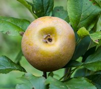 Egremont Russet æble 